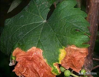 阳光玫瑰葡萄白腐病与霜霉病区别,葡萄溃疡病与白腐病有什么区别