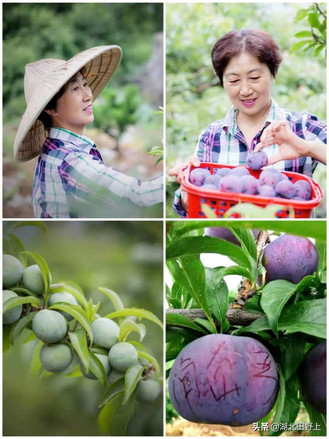 推荐的民宿采摘,浙江隐匿山野的民宿桃源仙境