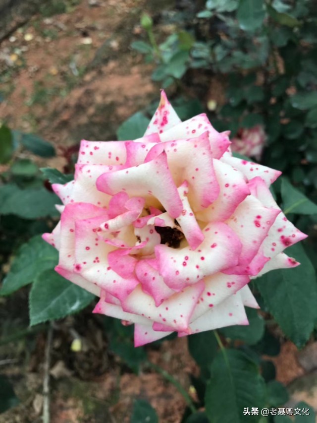 广府人十八代叫法,客家人如何称呼广府人