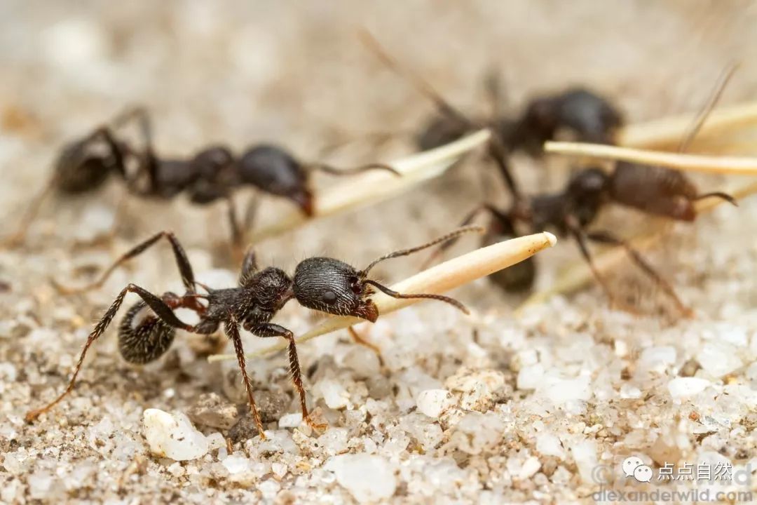 宠物蚂蚁基础知识,宠物蚂蚁怎么养新手教程