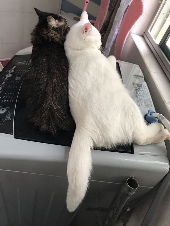 如何区别猫咪是口炎还是口腔溃疡,猫咪花了三千多治病