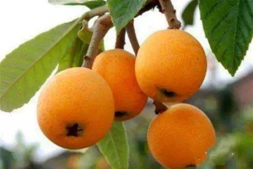 到遵义有哪些不能错过的美食,到遵义吃什么