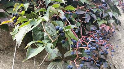 北戴河怪楼奇园来历,北戴河怪楼奇园视频