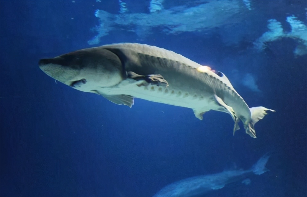 卖到22万的达氏鳇,千斤达氏鳇鱼