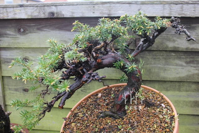 盆景改变造型,红豆杉老桩盆景造型