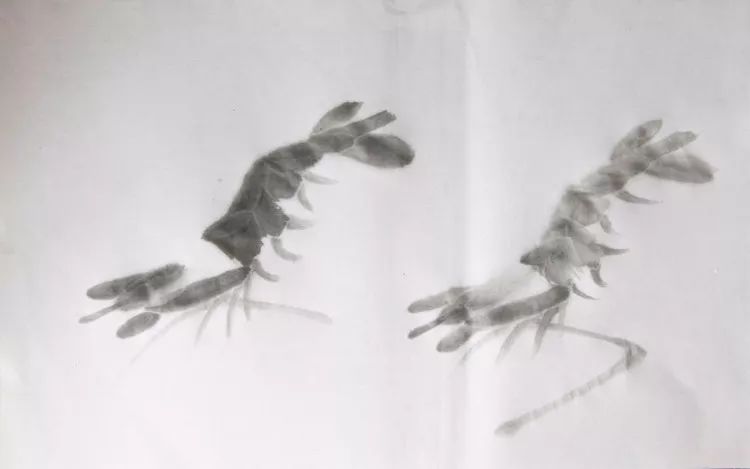 怎样画虾教学视频,铅笔画虾的步骤和方法