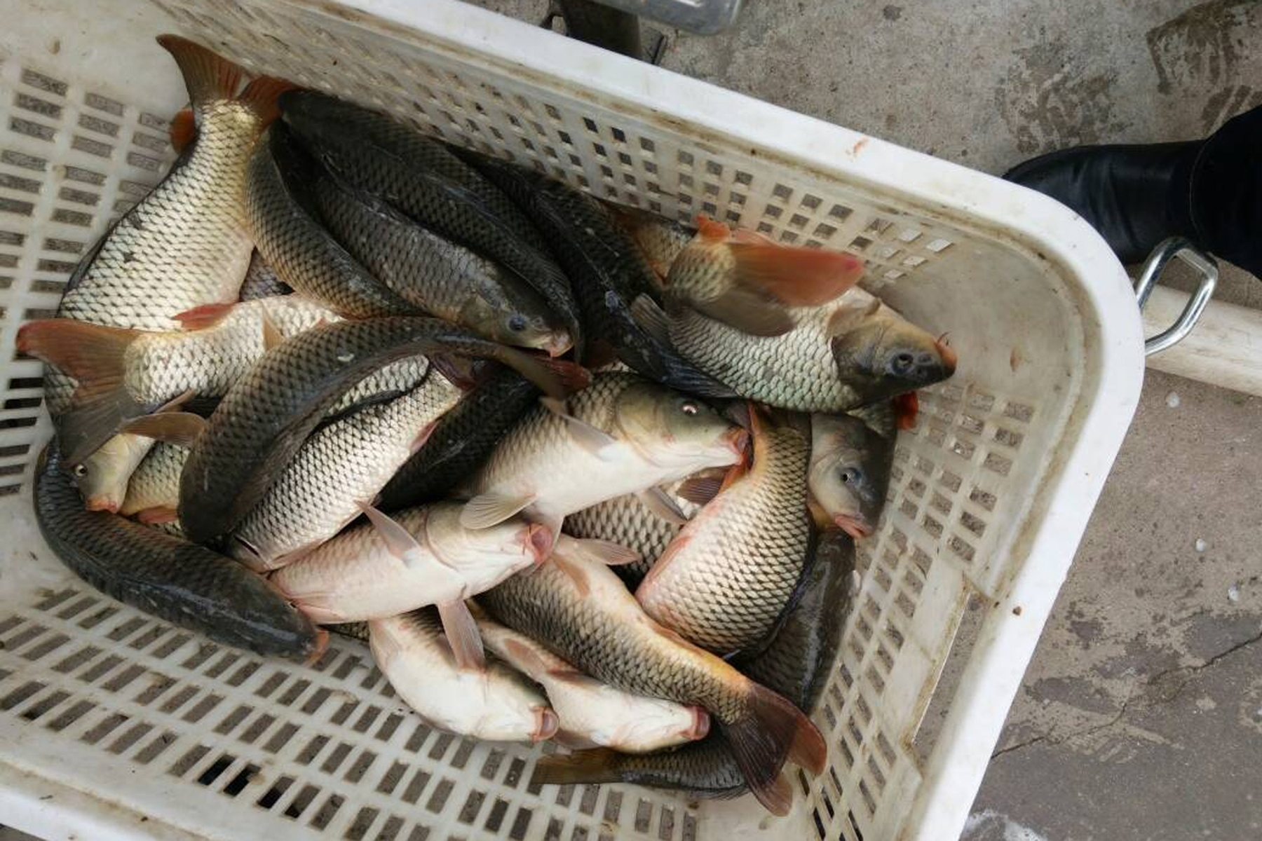 钓滑口鲤鱼怎么越钓越少,钓滑口鱼调高钓低还是调低钓高