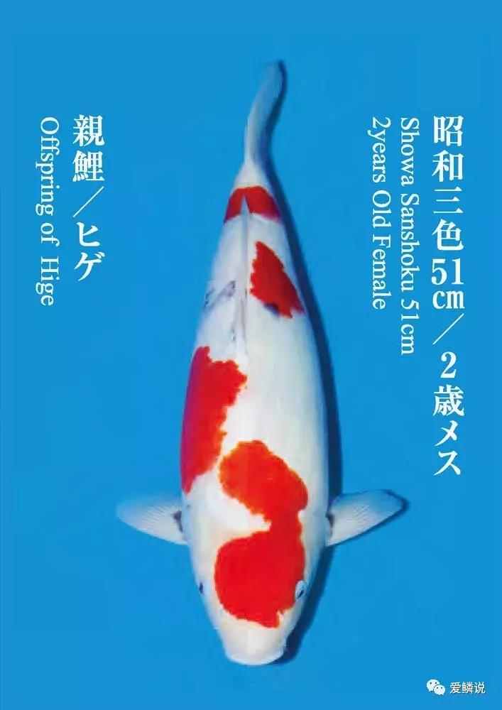 鲤界“老司机”的干货分享，少走弯路