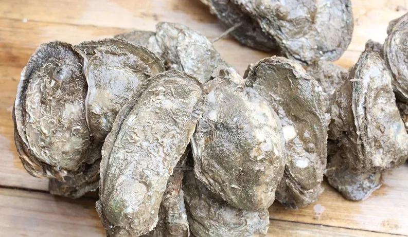 从北纬20°到43°,跟着生蚝走遍祖国海岸线