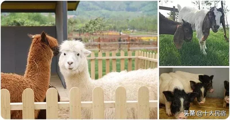 国内性价比高的温泉民宿推荐,江浙温泉民宿有雪景