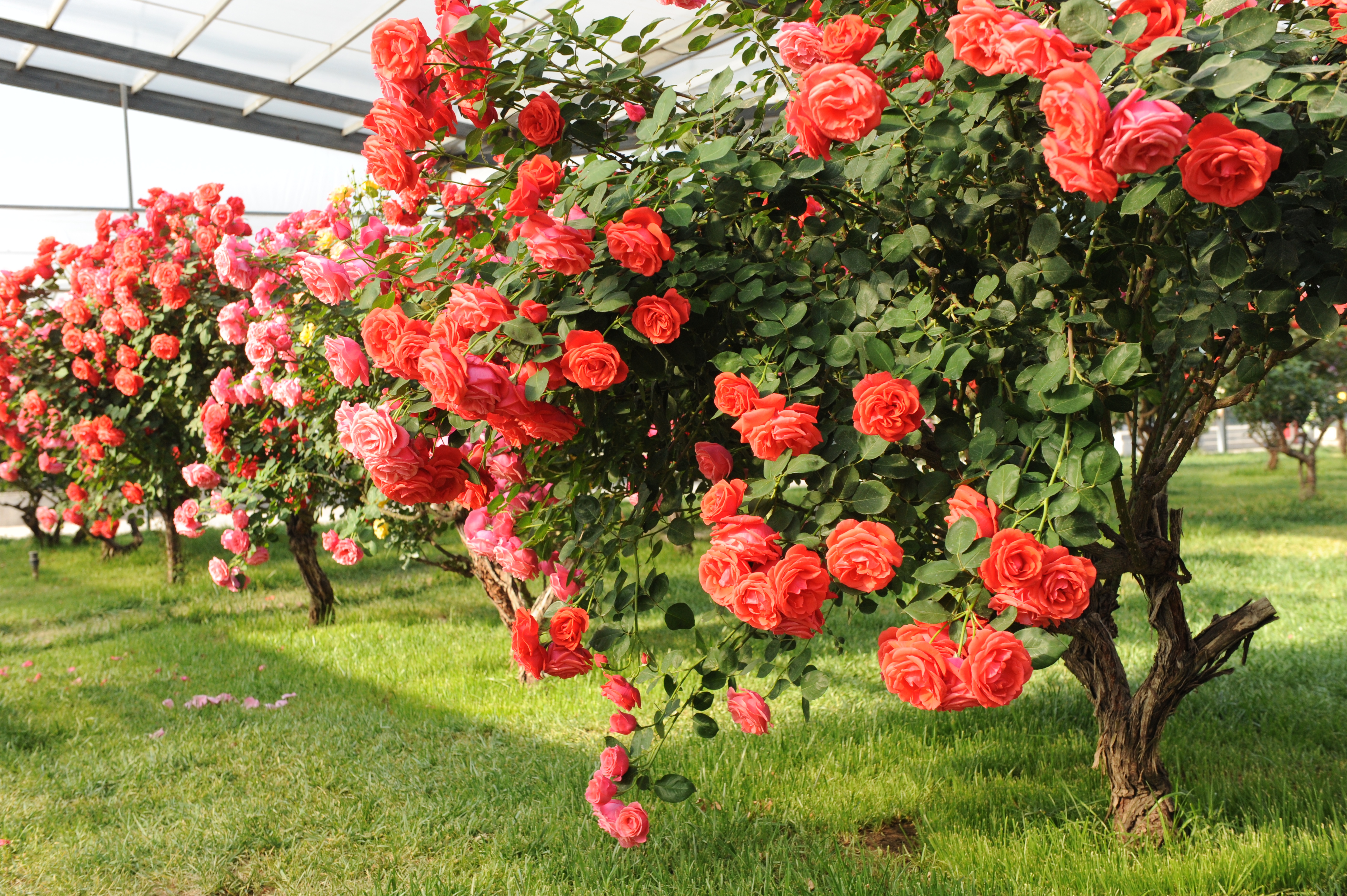 大兴月季园的月季有多少种,北京最大的月季基地在哪