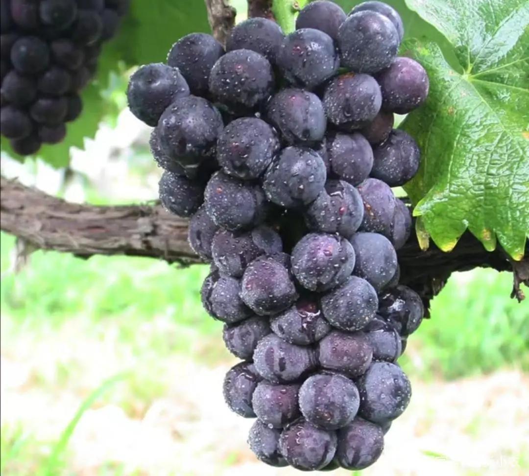 自制葡萄酒葡萄和冰糖比例是多少,自制葡萄酒的正确方法与详细步骤