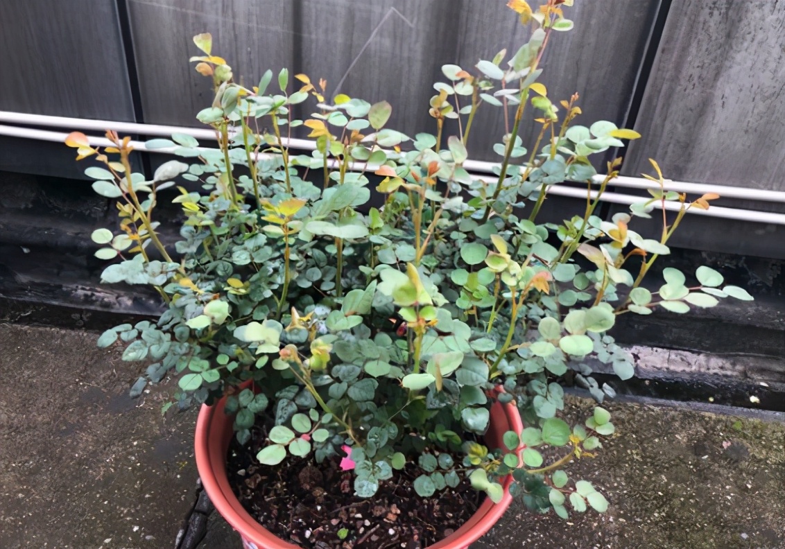 春天到了月季花咋还没开花,到了春天月季的枯叶不掉怎么办