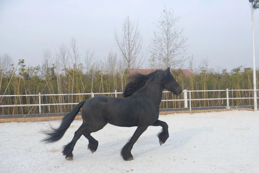 马匹的疾病,马匹疾病