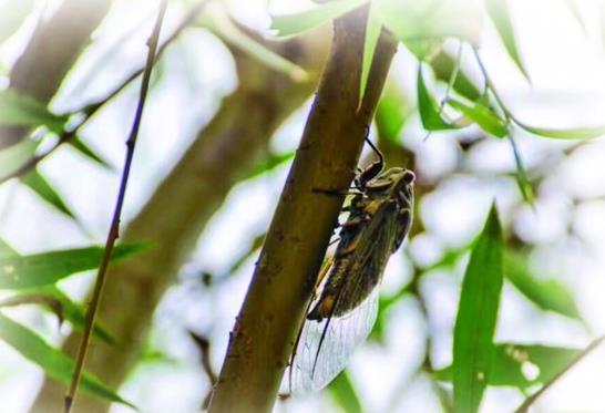 想领略蝉噪林愈静意境吗，宜兴有人捕蝉用麻袋装着去卖钱