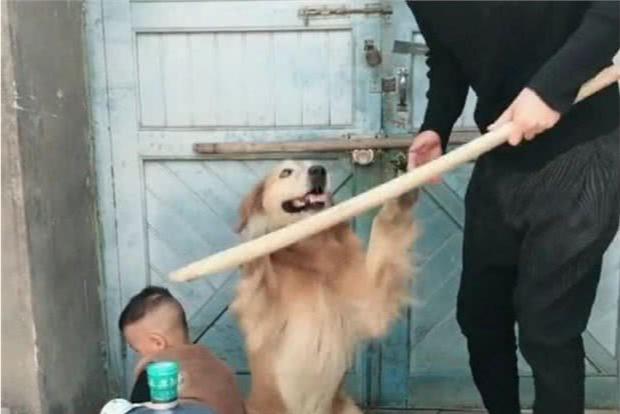 主人收拾两只犯错的狗,主人犯错金毛开启护娃模式