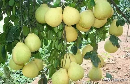 吃过这些水果，才算真正来过马来西亚