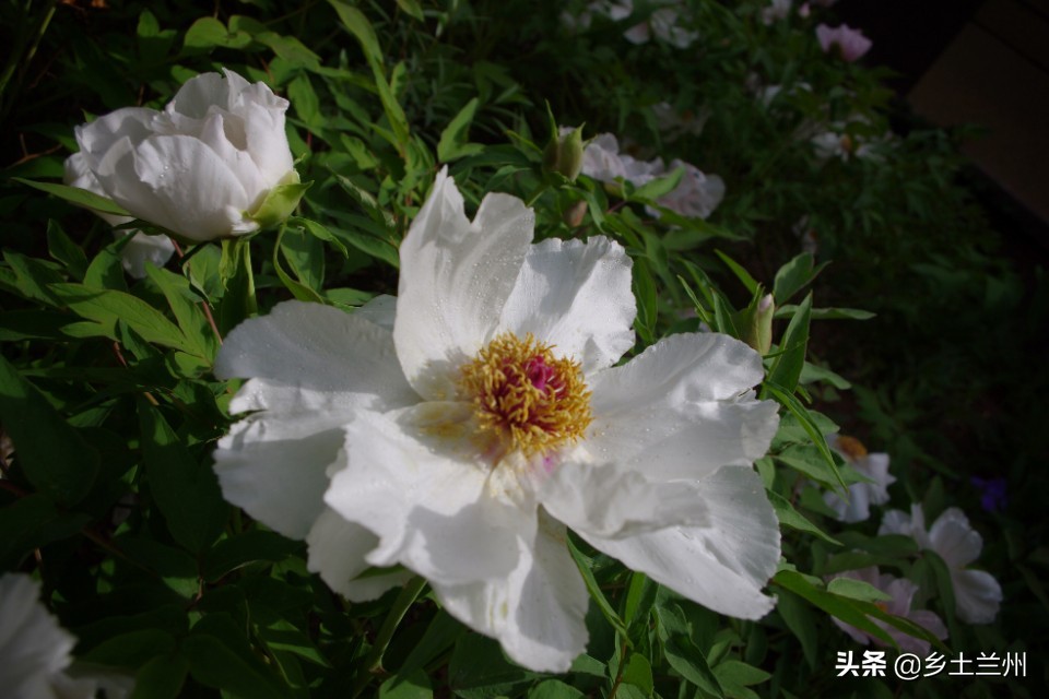 芍药花开的季节等你欣赏,芍药花开如诗如画