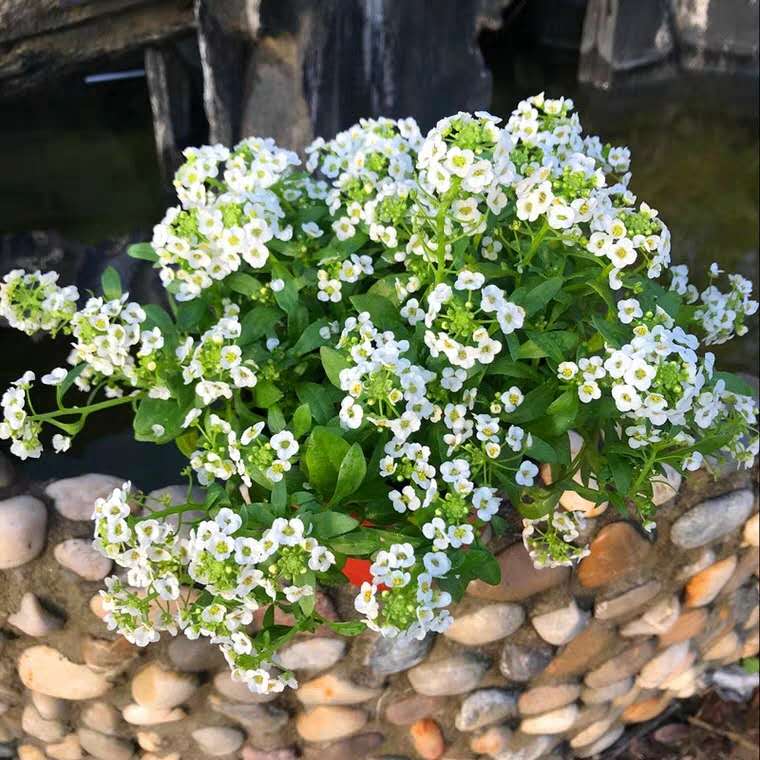 家里花卉小虫子怎么治,家里花草生虫怎么办