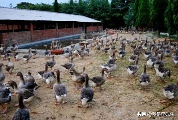 2019蛋鸭养殖计划,合同养鸭骗局视频