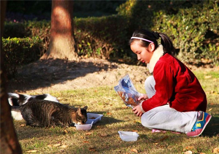 流浪猫的日常生活,流浪猫生活