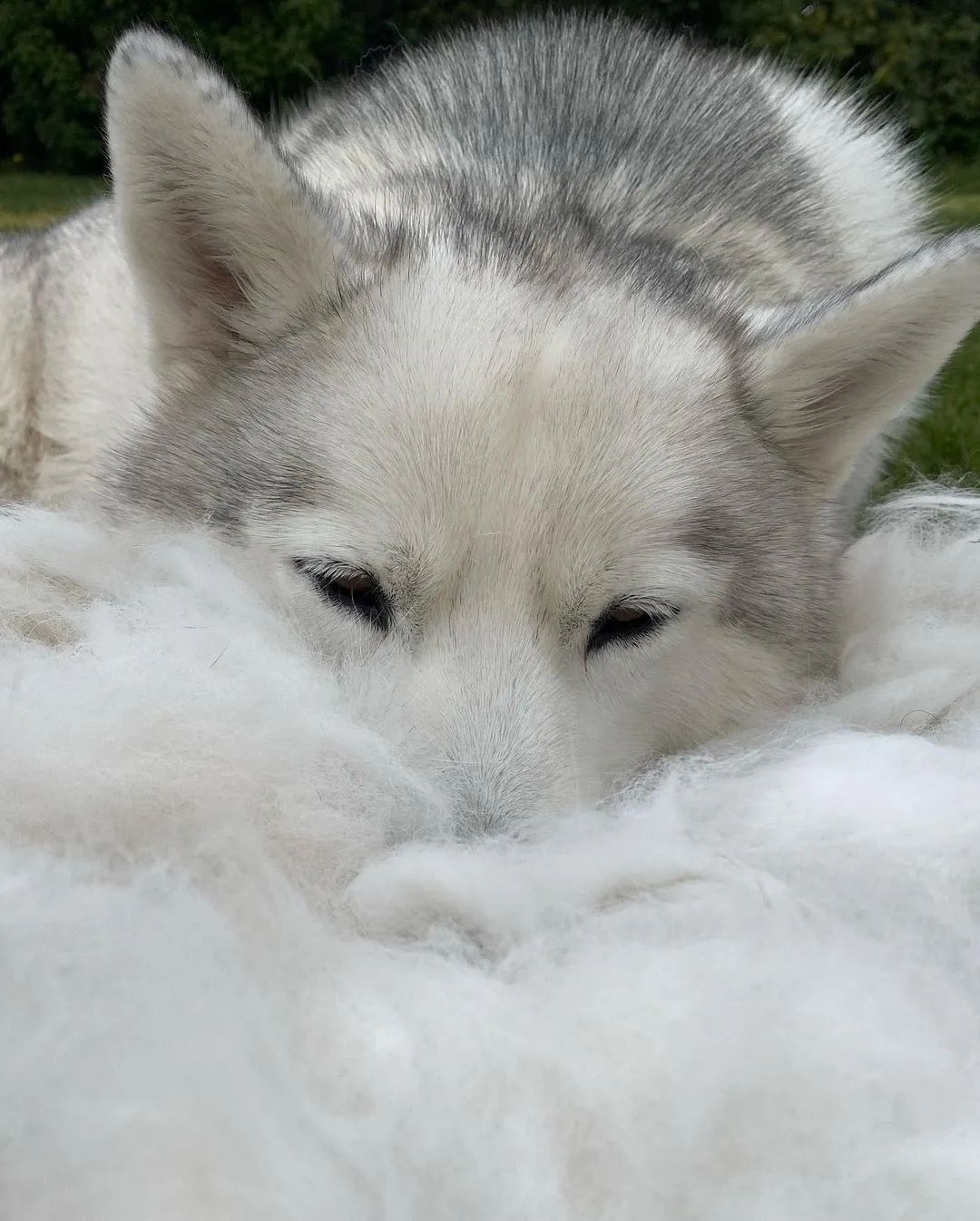 这5种狗你都敢养,建议新手便宜养的10种狗