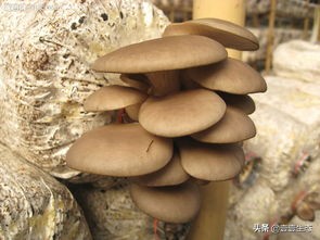 野生平菇测评,平菇真实名称