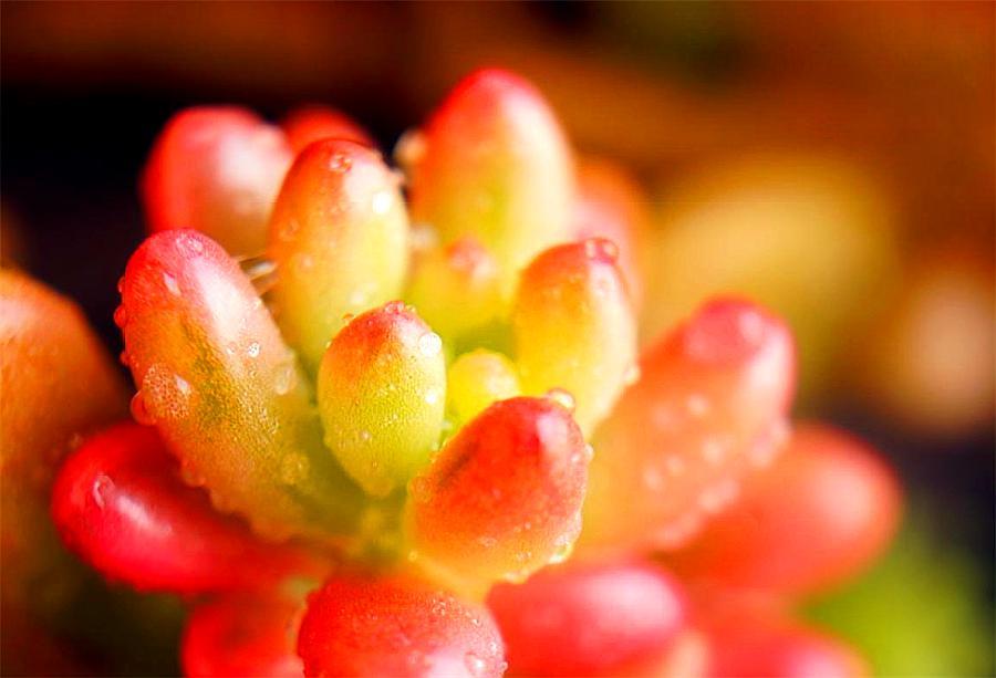 多肉虹之玉大叶,多肉虹之玉老桩