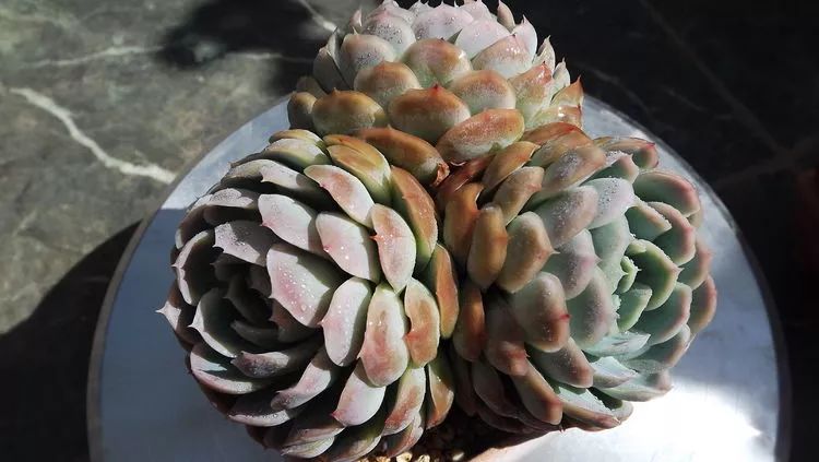 爱机车,爱多肉,宝妈花姐的诗和远方