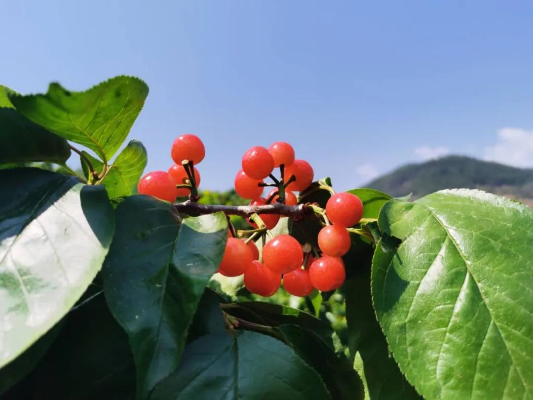 2024攀枝花旅游,攀枝花旅行榜单