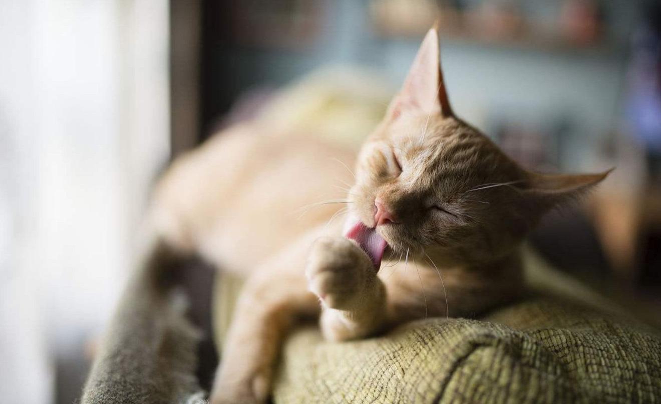 猫咪便秘可怕吗,猫咪便秘科学养猫