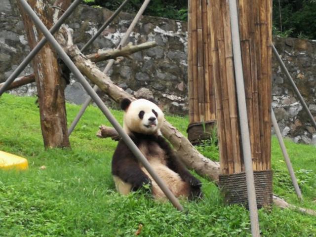 拼车去*藏西**，看功夫熊猫都江堰，导游带进购物店，让躺在床上体验