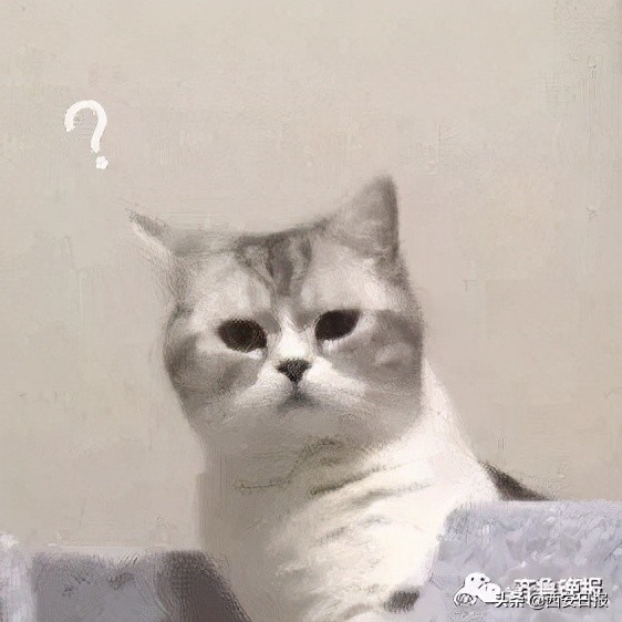 共享租猫,猫咪租赁一般多少钱
