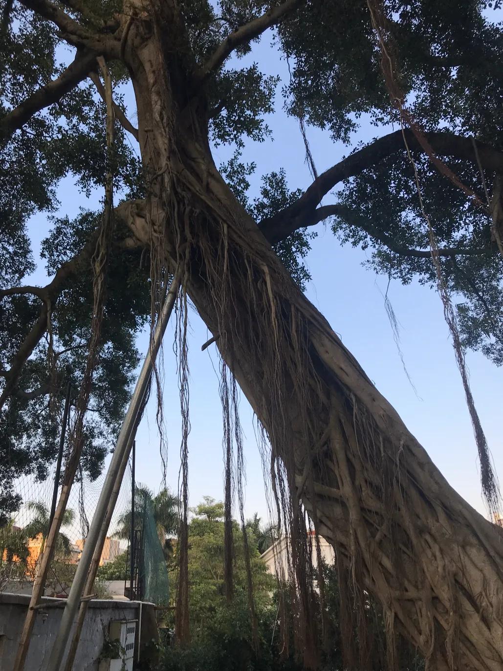 鼓浪屿上有个足球场,鼓浪屿有几个足球场大