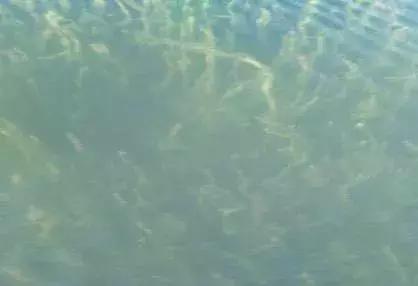 水产养殖水质碱度低怎么办,水产养殖总碱度的标准是多少