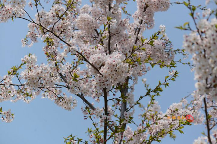 染井吉野跟一般的早樱有什么区别,染井吉野樱是常绿还是落叶