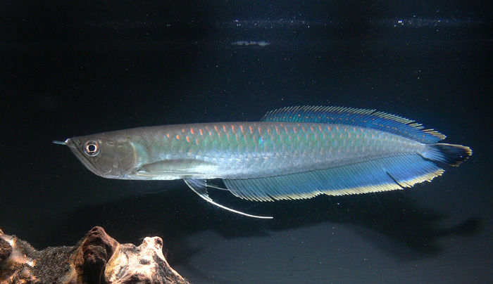 养观赏鱼小知识大全,养观赏鱼知识大全