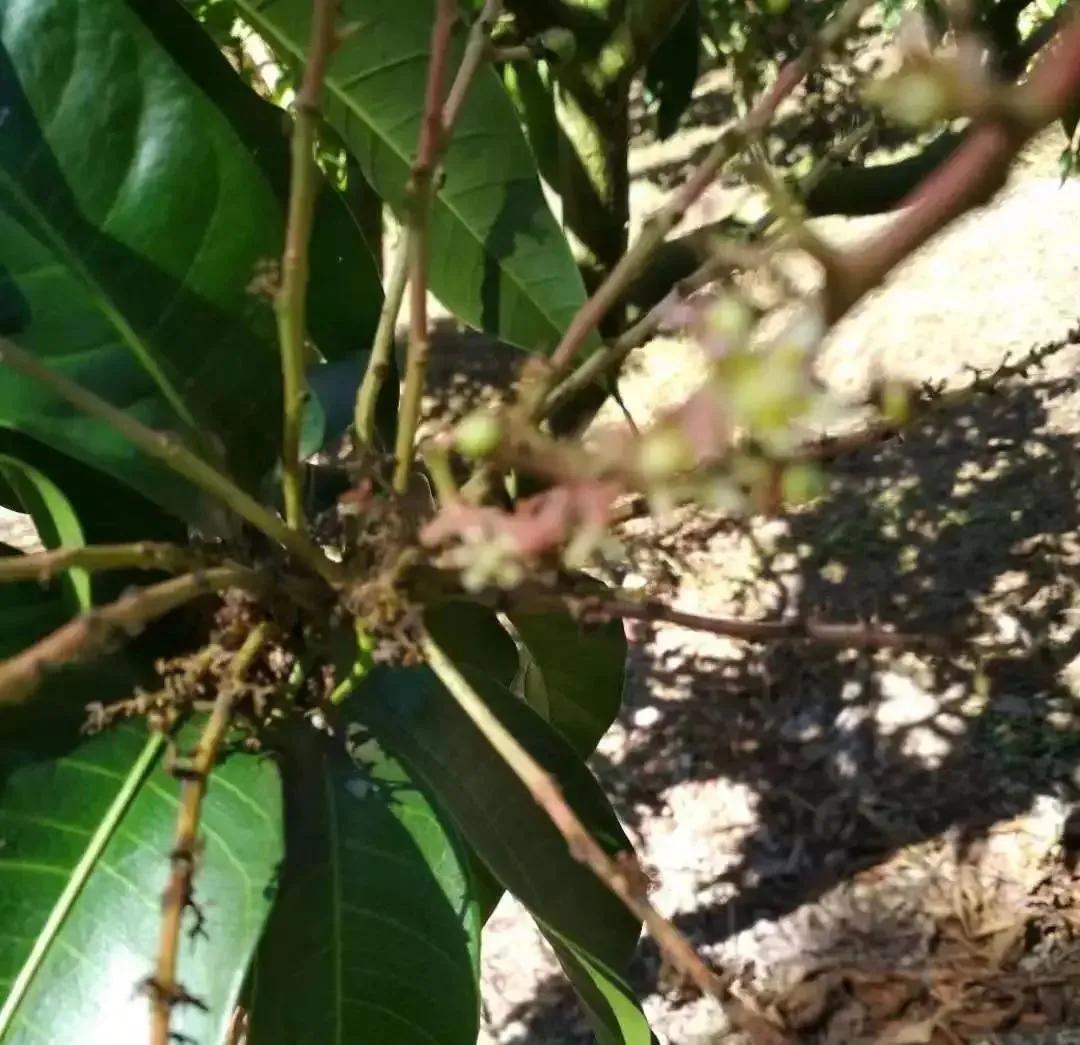芒果第一年结果第二年不结果了吗,芒果开了很多花结果少是什么原因