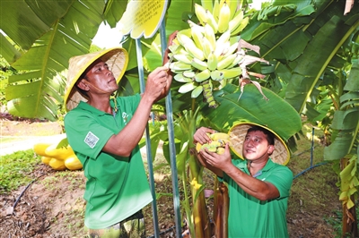 三亚美丽乡村旅游项目,三亚全域旅游新模式