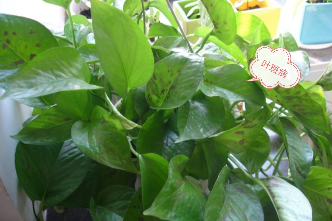 绿萝室内养殖方法和技巧,家庭养绿萝技巧与禁忌有哪些