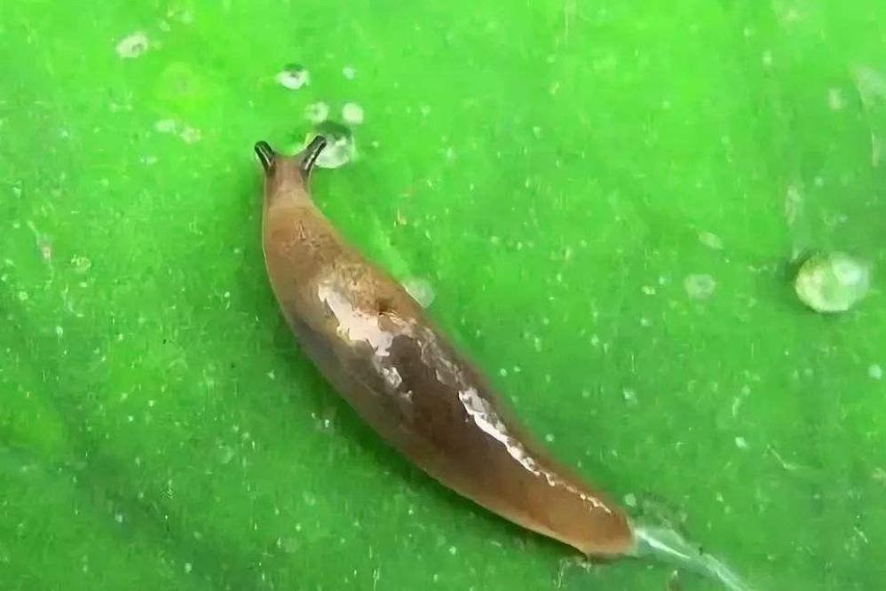 蜗牛这种软体动物,无壳蜗牛为什么是保护动物