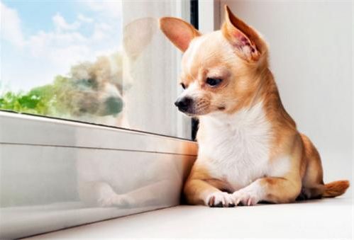 狗狗的鼻子怎样决定健康,狗狗的鼻子怎样才是正常的