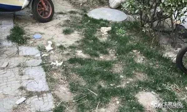 赞!旧貌换新颜,只因小区有了业主大会