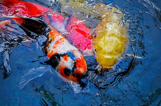 养锦鲤的技巧和方法,养锦鲤如何防鱼病