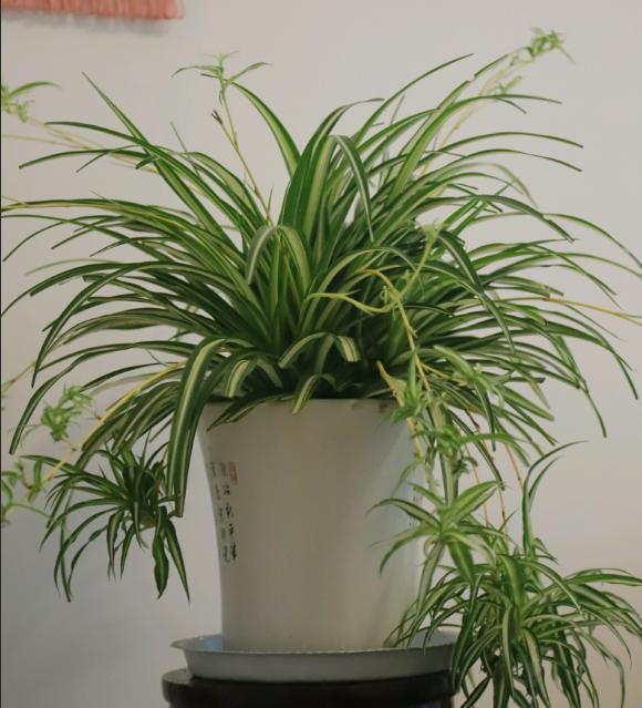 吊兰多长时间可以长成瀑布,吊兰怎么养出绿瀑布花朵