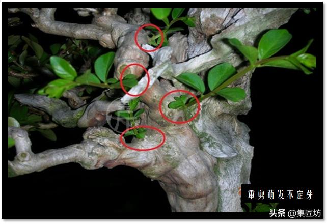 “选芽与摘芽”盆景树形稳定一半都靠它，盆景耐心与细心的试练