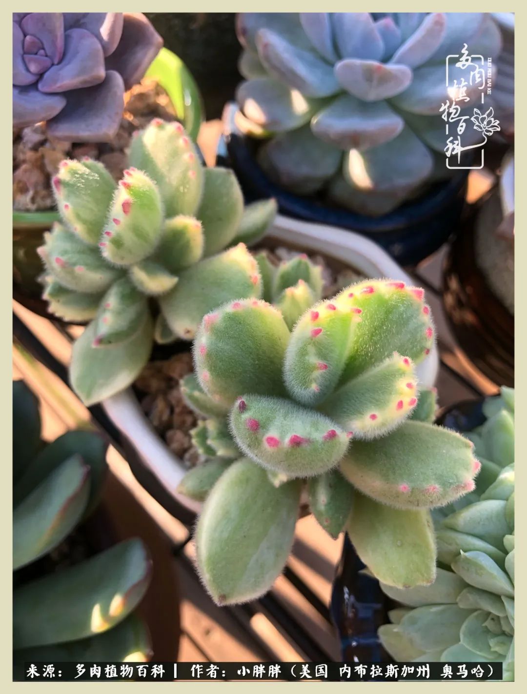 多肉小白入坑攻略,多肉小白2个月成功入坑