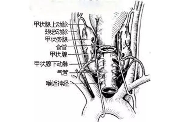 如果我们没有了指甲会怎样,如果我们没有骨头会怎么样