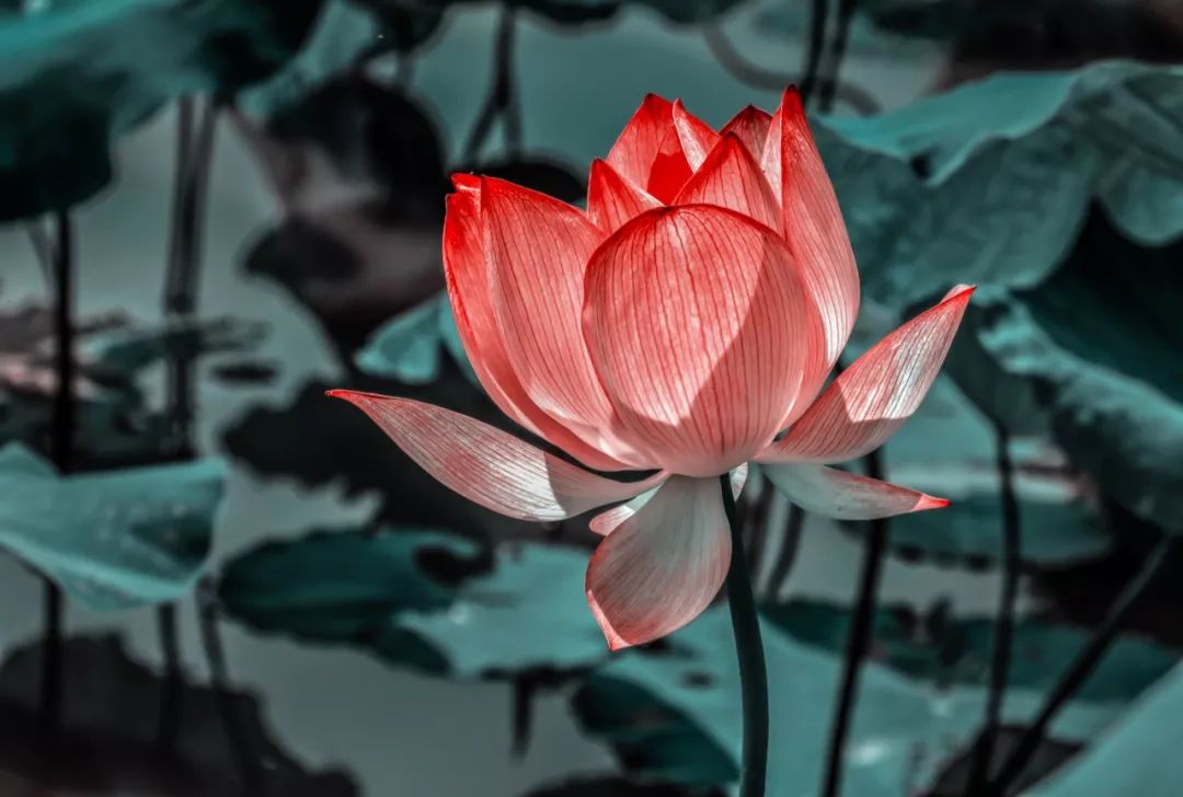 老子道德经人生三大智慧,道德经三条铁律