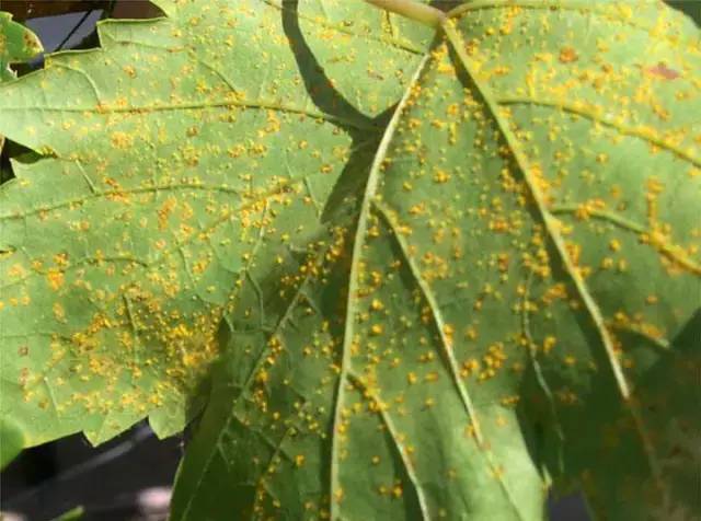 累了一年总结,葡萄病害对照表图